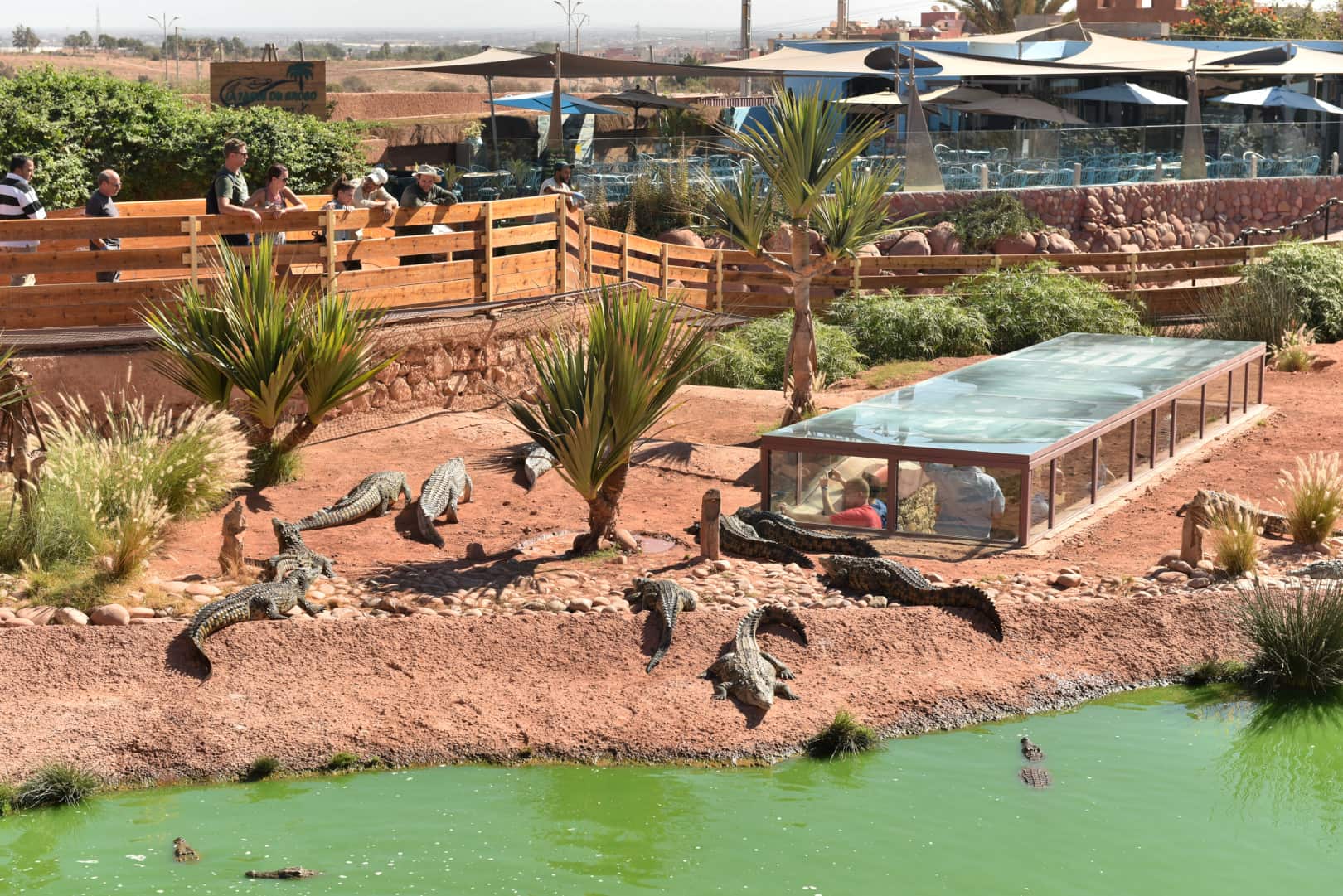 Agadir Goats, Crocoparc & Cable Car Tour Combo