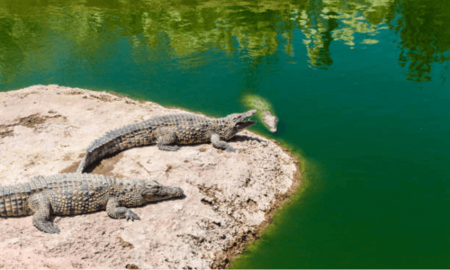 Crocoparc Tour from agadir .