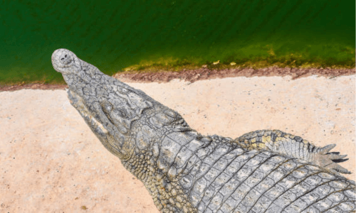 Crocoparc Tour from agadir .