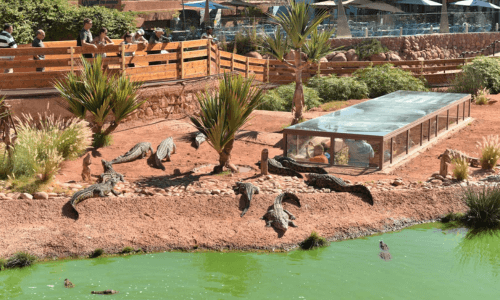 Crocoparc Tour from agadir .