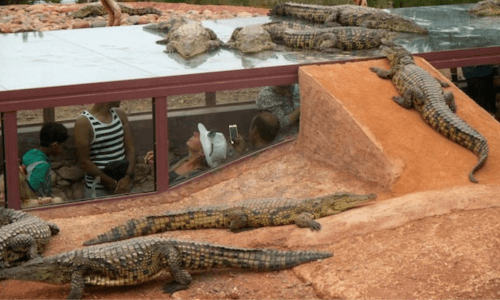 Crocoparc Tour from agadir .