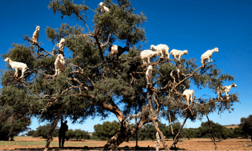 Taroudant day tour from Taghazout.