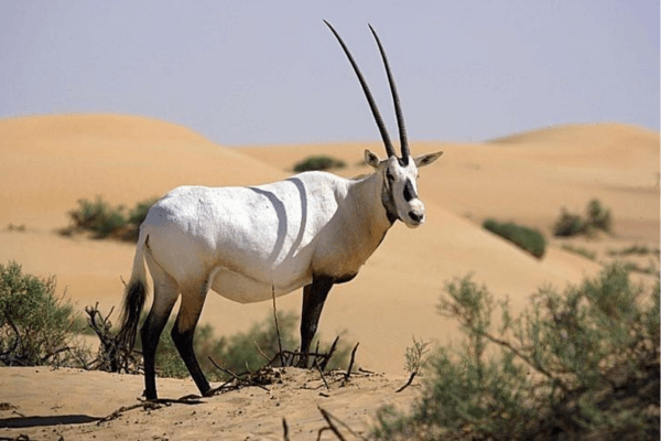 Souss Massa Parc Tour from Agadir