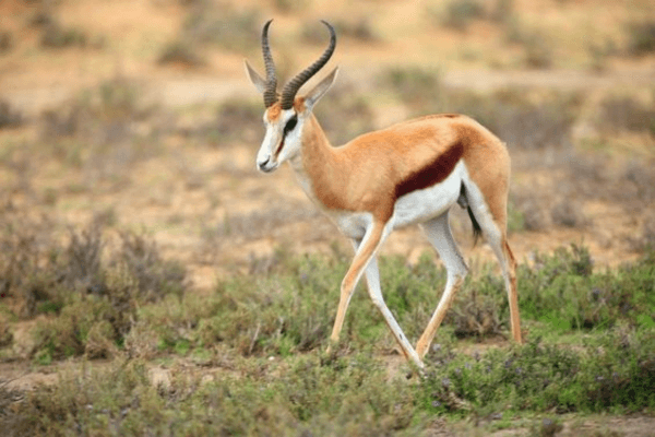 Souss Massa Parc Tour from Agadir.