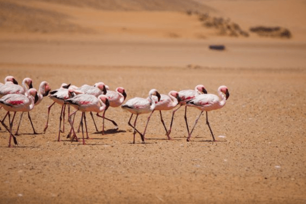 Souss Massa Parc Tour from Agadir.