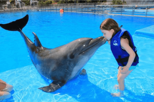 Agadir Dolphin world from Taghazout