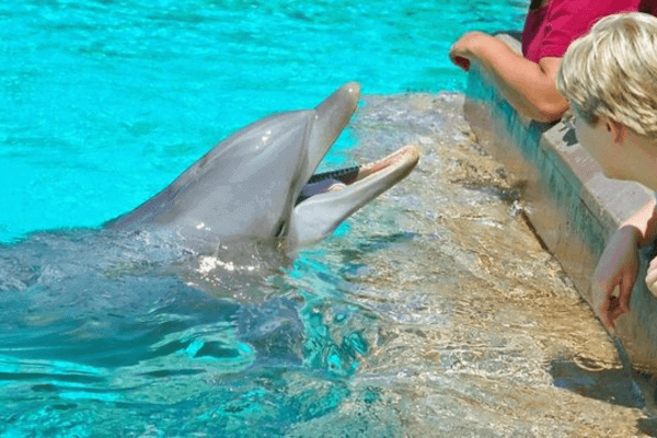 Agadir Dolphin world from Taghazout