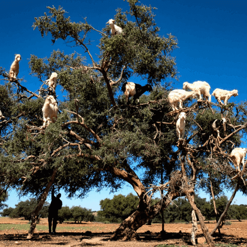 Goats on The tree in Agadir