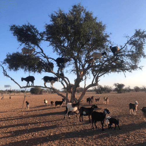 Goats on The tree in Agadir