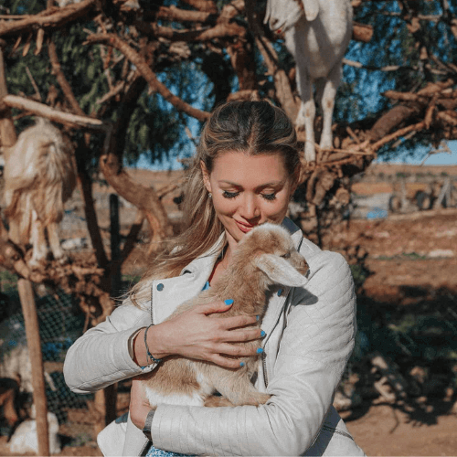 Goats on The tree in Agadir