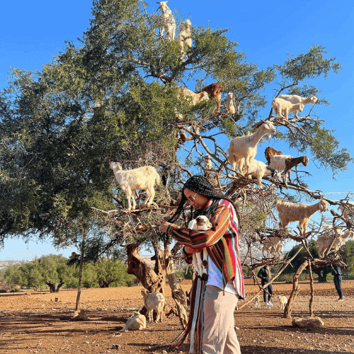 Goats on The tree in Agadir