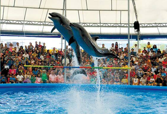 Dolphin World Show from Agadir