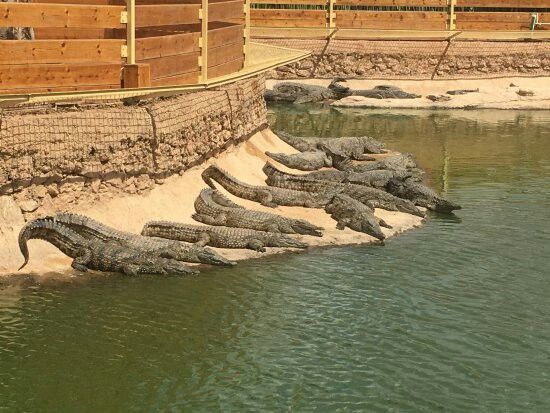 Crocopark From Taghazout