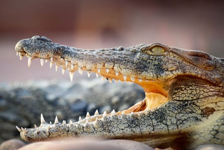 Crocopark From Taghazout