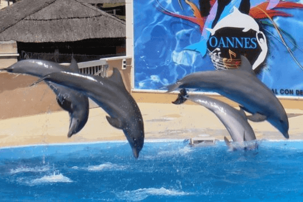 Dolphin Show in Agadir