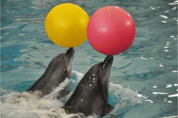 Dolphin Show in Agadir