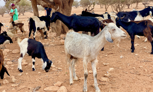 Goats on Trees in the Taghazout