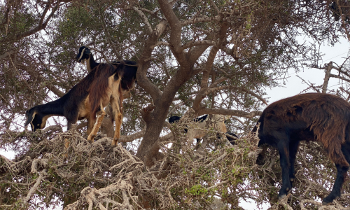 Goats on Trees in the Taghazout