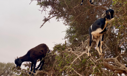 Goats on Trees in the Taghazout