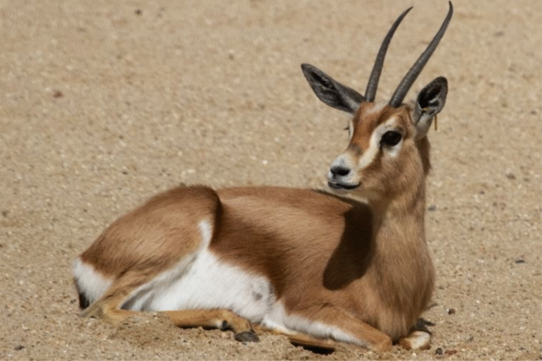 Souss Massa National Park Tour from Taghazout