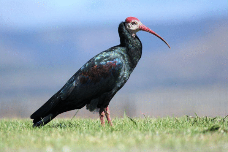 Souss Massa National Park Tour from Taghazout