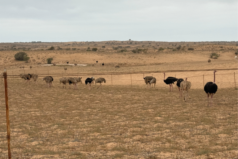 Souss Massa National Park Tour from Taghazout