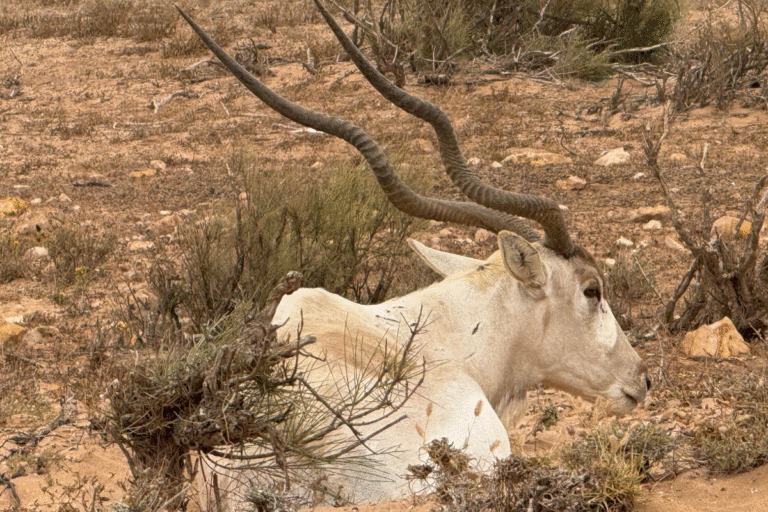 Souss Massa National Park Tour from Taghazout
