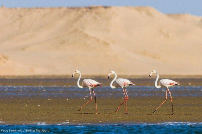 Souss Massa National Park Tour from Taghazout