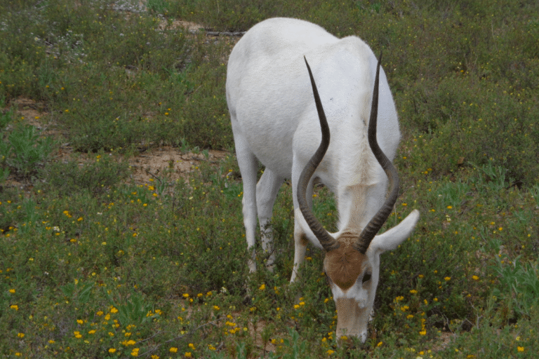 Souss Massa National Park Tour from Taghazout