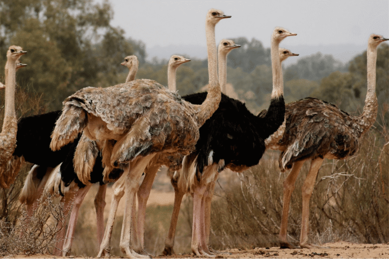 Souss Massa National Park Tour from Taghazout