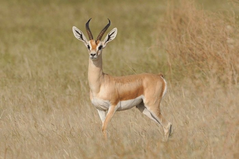 Souss Massa National Park Tour from Taghazout