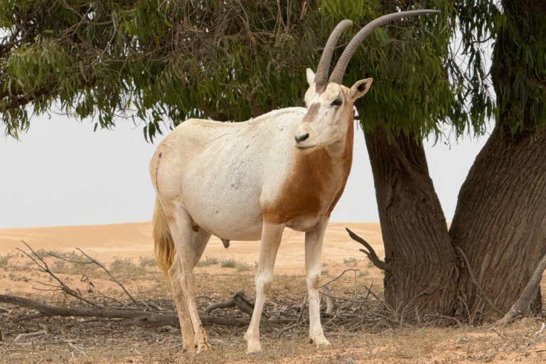 Souss Massa National Park Tour in Agadir