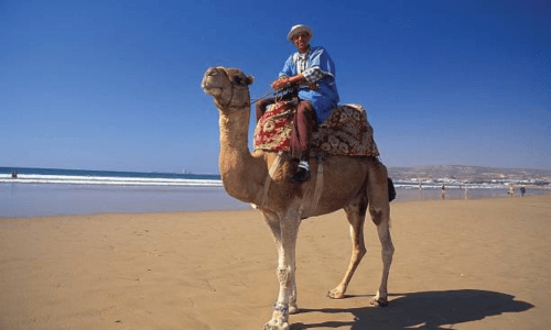 Sunset camel ride in taghazout