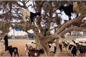 Gotas on the tress in agadir