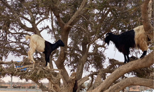 Goats on Trees in the Taghazout