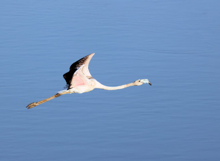 Birdwatching in Agadir