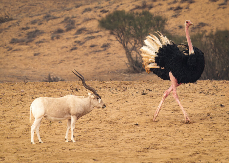 Birdwatching in Agadir