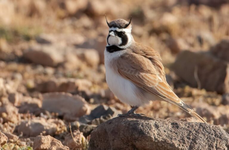 Birdwatching in Agadir