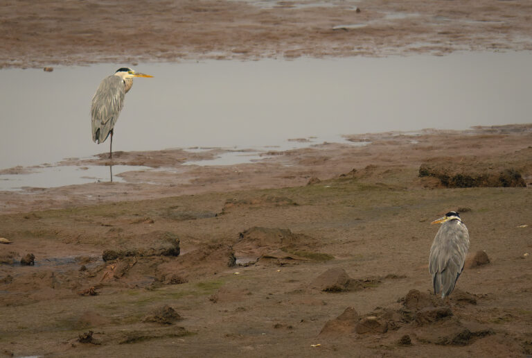 Birdwatching in Agadir