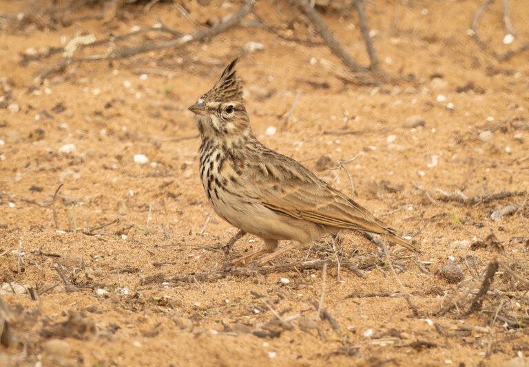 Birdwatching in Agadir