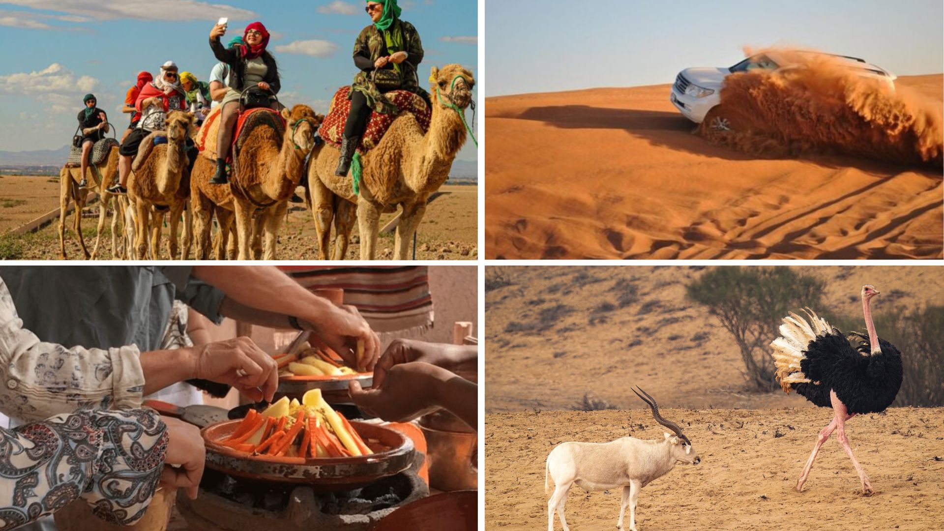 Souss Massa National Park & Agadir Small Desert Day Trip with a Camel ride