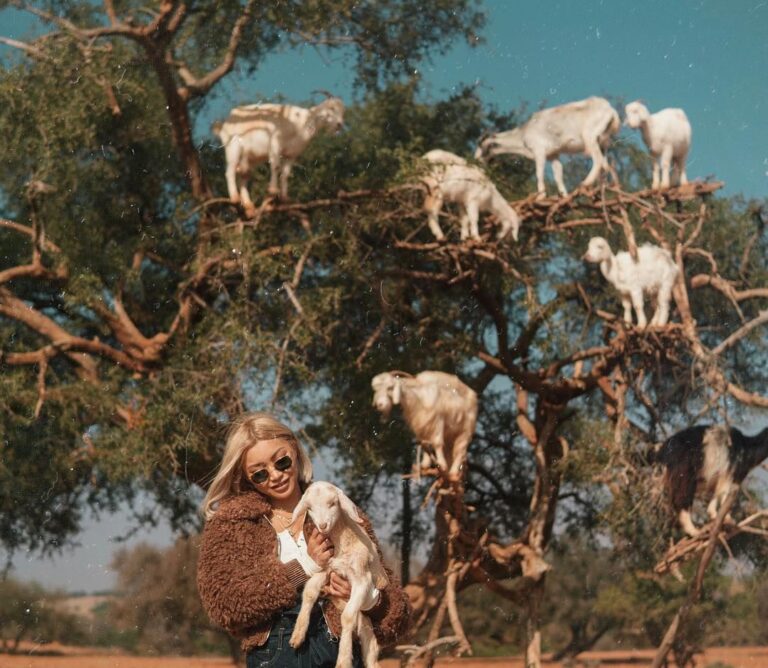 Guided Goats in Trees Agadir